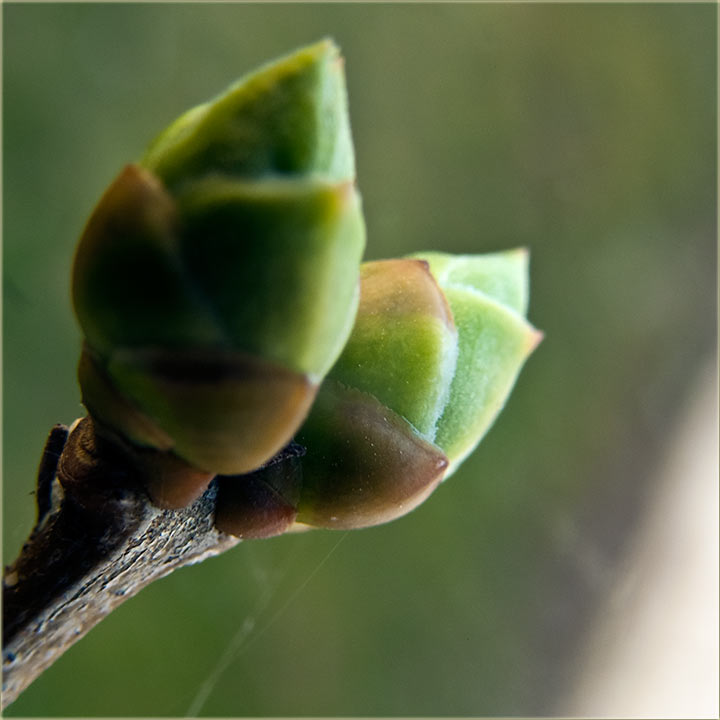 Pupoljci ovogodištnji...