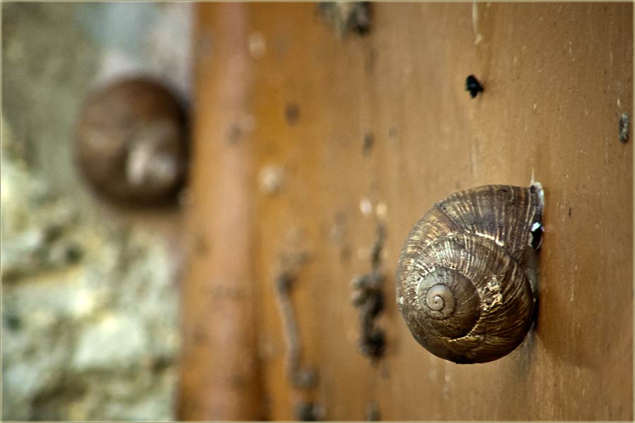Pužovi iz NM su dobili prekomandu u NB !