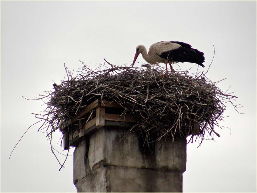 Imamo male rodčiće !!!