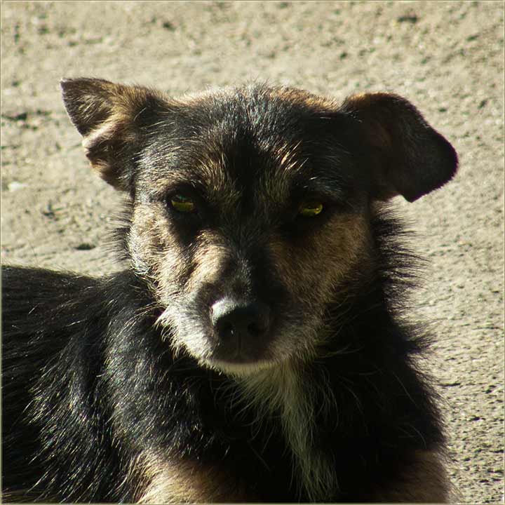 Simba, heroj kerova, a iz NM-a II !!!