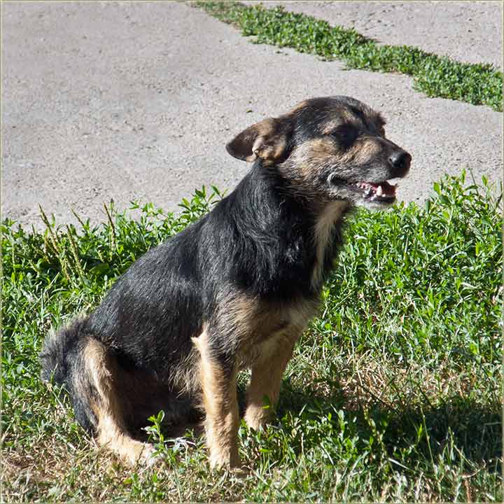 Simba, heroj kerova, a iz NM-a I !!!