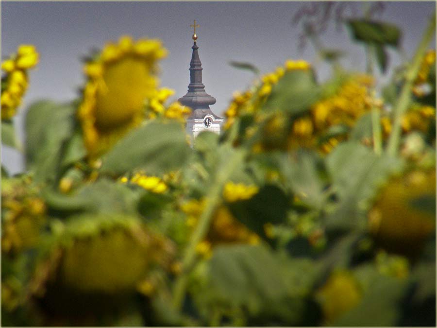 Daće Bog..., pašće kiša !!!