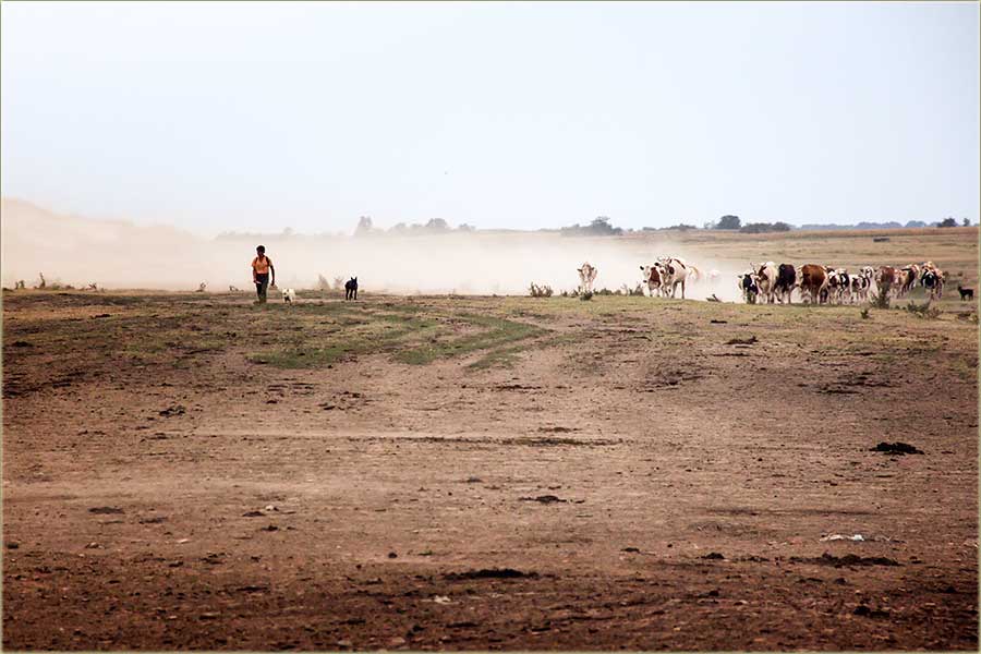 A kako atar izgleda na ovu sušu ?