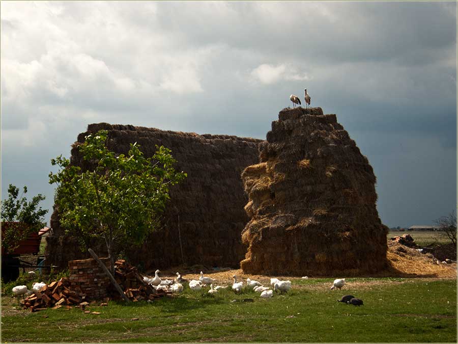 Tipično banatcki XXXXIII ...