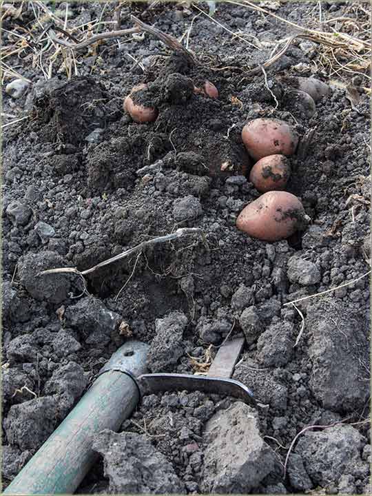 Eeej..., šta da radim...