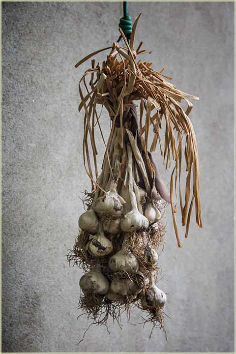 ZaŠta nam služi, venac belog luka ?