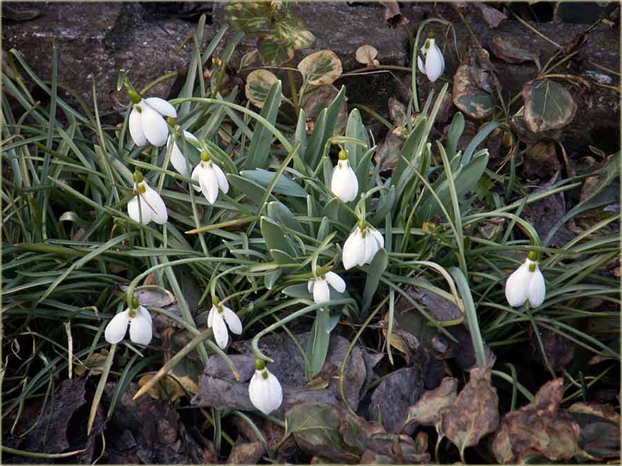 Srećan Osmi mart !!!