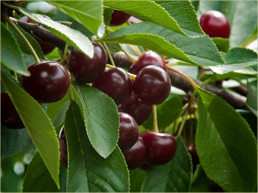 Kako su rodile višnje i trešnje ?