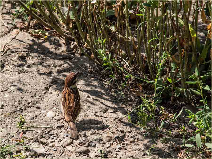 Vrabac..., stani..., da te uSlikam !!!