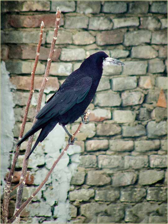 I vranama je bilo teško !!!