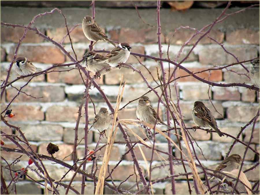 I vrabci grupašidu !!!
