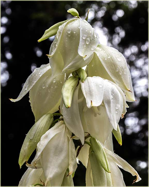 Cvet juke uBašćicu Bate Kojića...