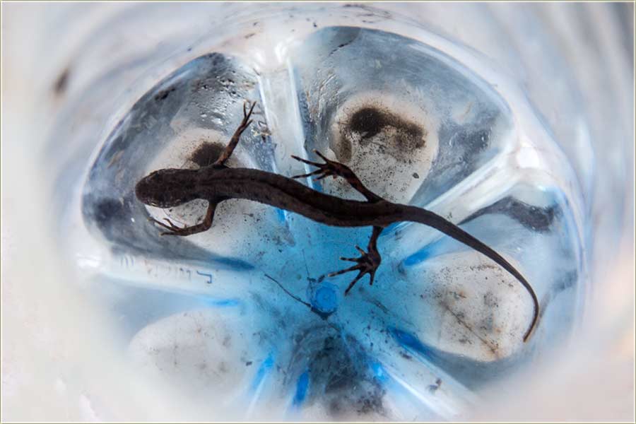 Novomiloševački daždevnjak ?