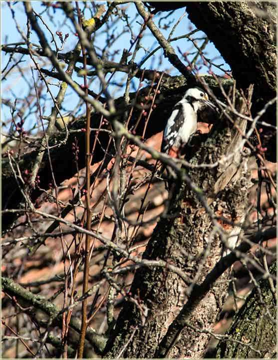 Valjda neće doći da je obere I ...