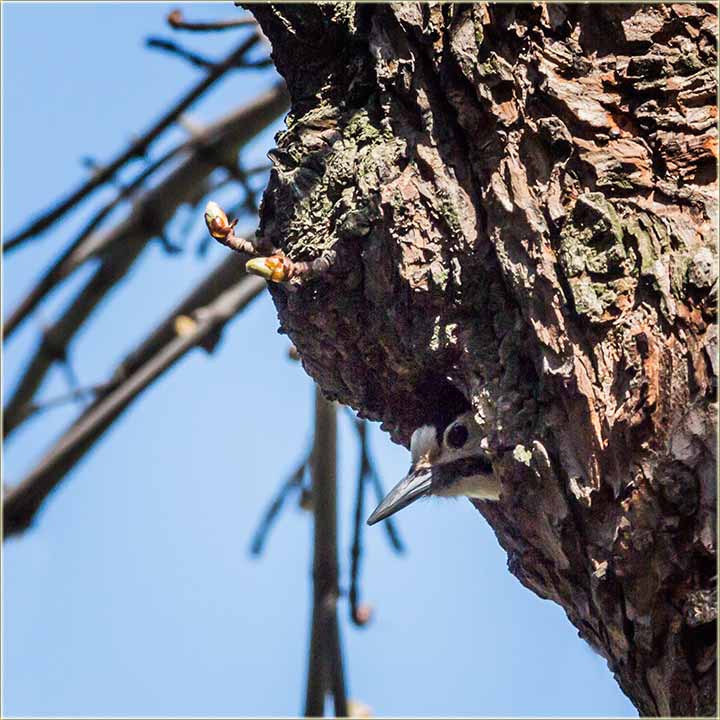 Prava, mala drama isprid PC-dućana !!!