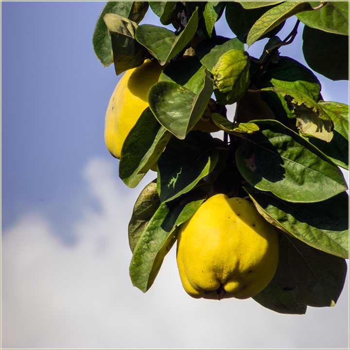 Dgunje su pravo, jesenjo voće...