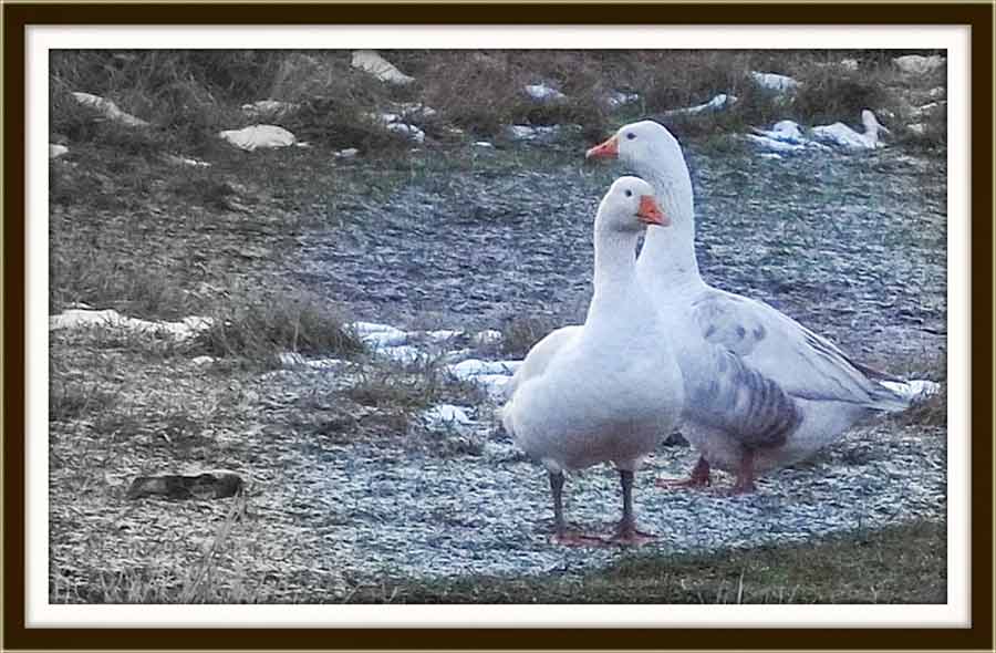 Pronađen je gusak !!!