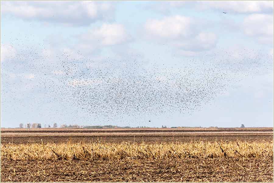 Oblaci čvorkova !!!