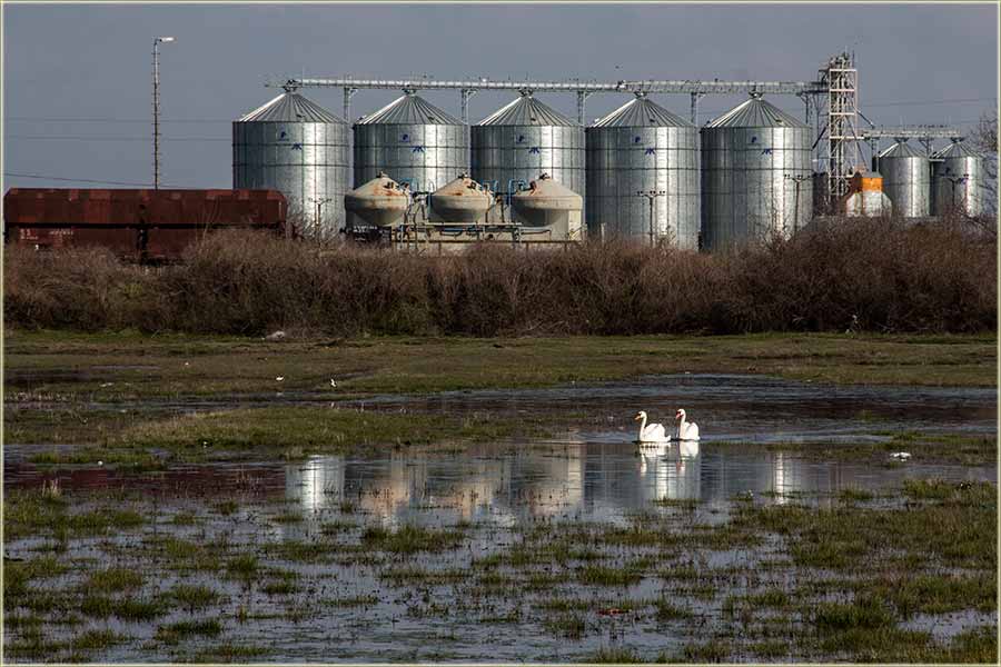 Labudovi Smiljka i Laci !!!