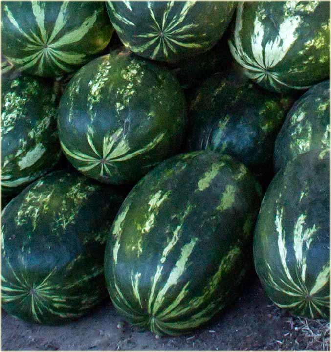 LUBENÎCEEE, LUBENÎCEEE !!!