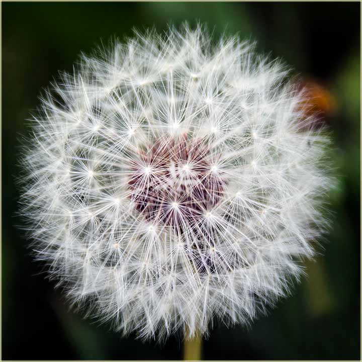 A otKud uvek, tolko mlogo maslacaka ?!?