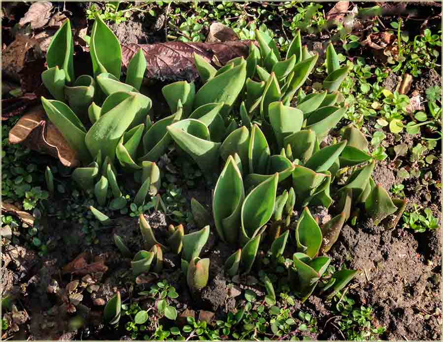 Jal ono tamo Lala niče I ?!?