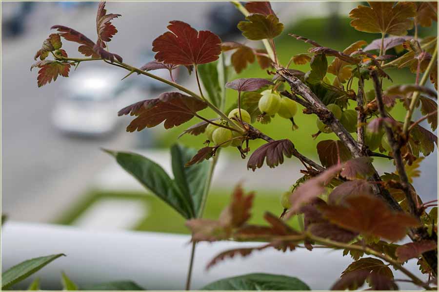 Kako ovo zovu u Miloševo ?