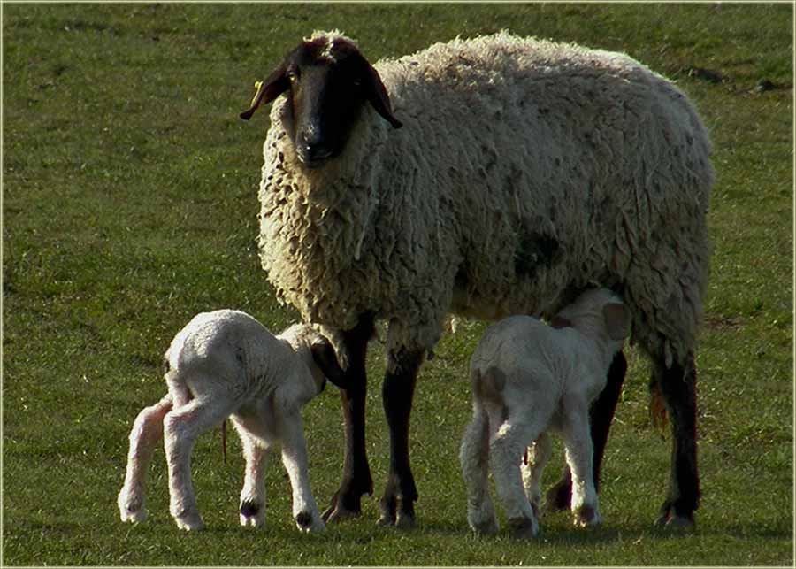 E..., više im neTreba doza !!!