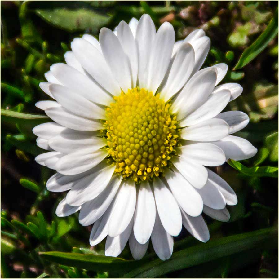 Srećan Osmi mart !!!