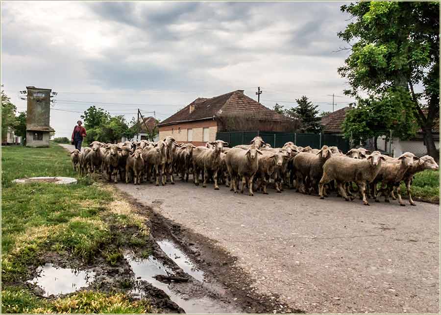 Stado ovaca, sokakom - Put za sušaru...
