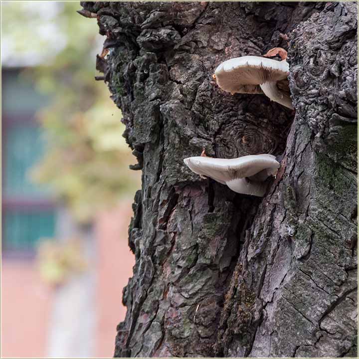 Samo dalje, od ovaki pečuraka !!!