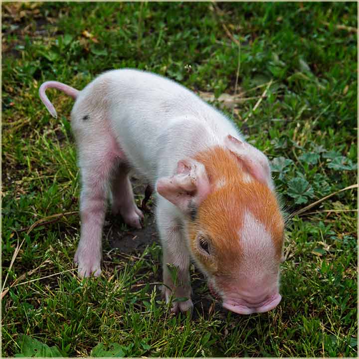 Vanzemaljsko prase, a u NM !!!