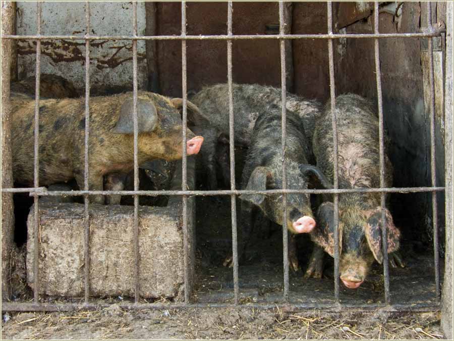 Imal leka, za moje prasice ?