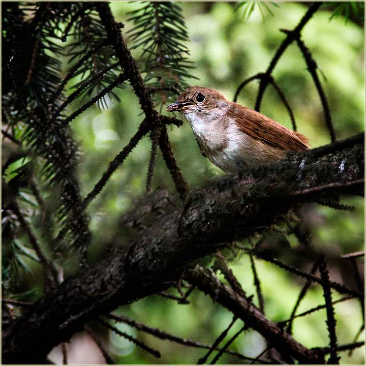 Mala, braônska tičica, pozerka !!!