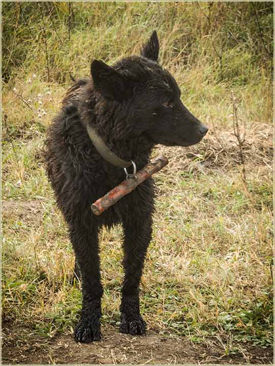 Štap, pulinu ispod vrata ?