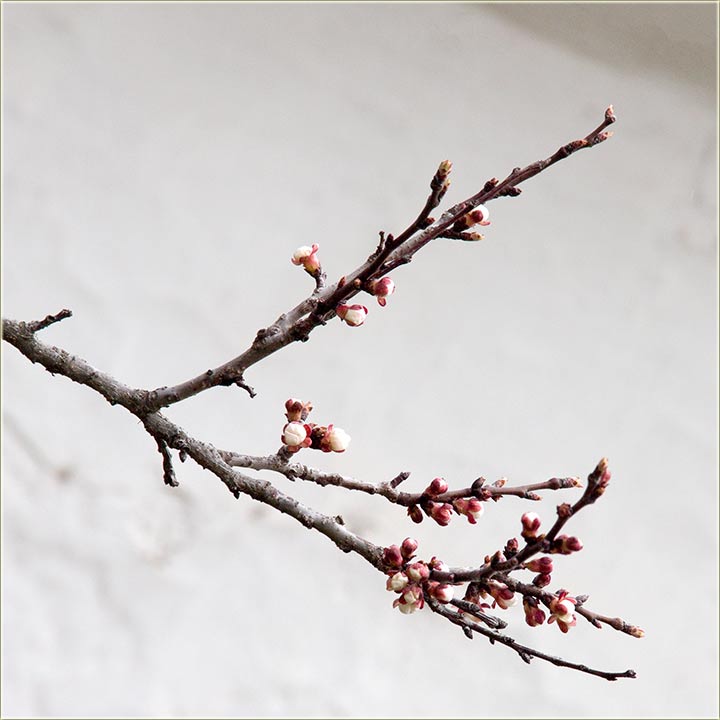 Valjda neće doći da je obere III ...