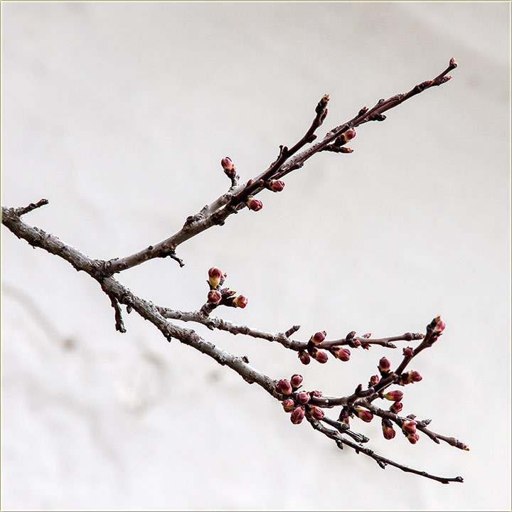 Valjda neće doći da je obere II ...