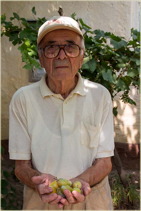 Visok, voćni rôd, kod čika Radivoja !!!