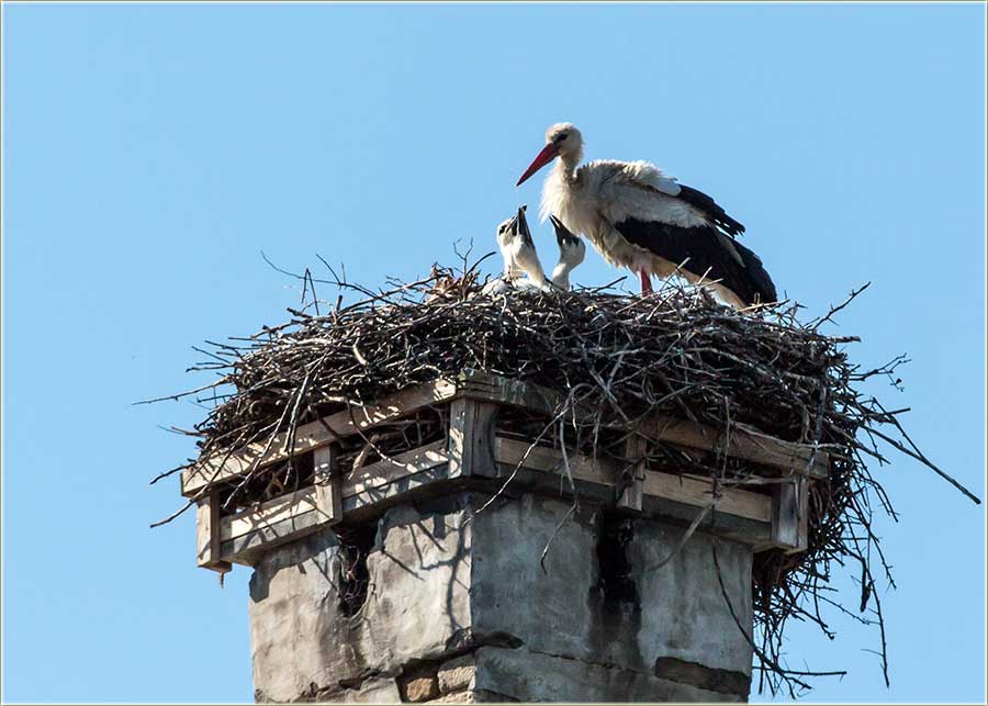 Rastidu rodčići !!!