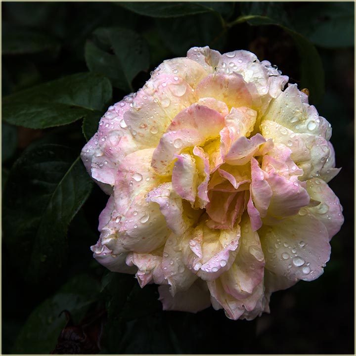 Ruže, a za posetijotckinje NM sajta...