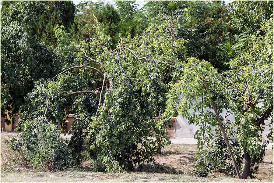 Šljive su nam priRodile...