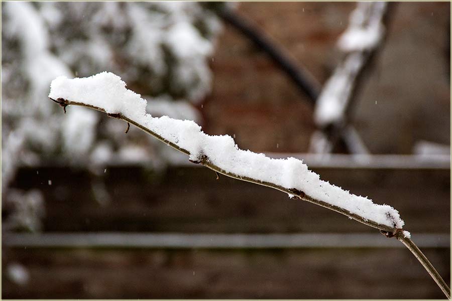 Beli sneg, pa još i nježan ...
