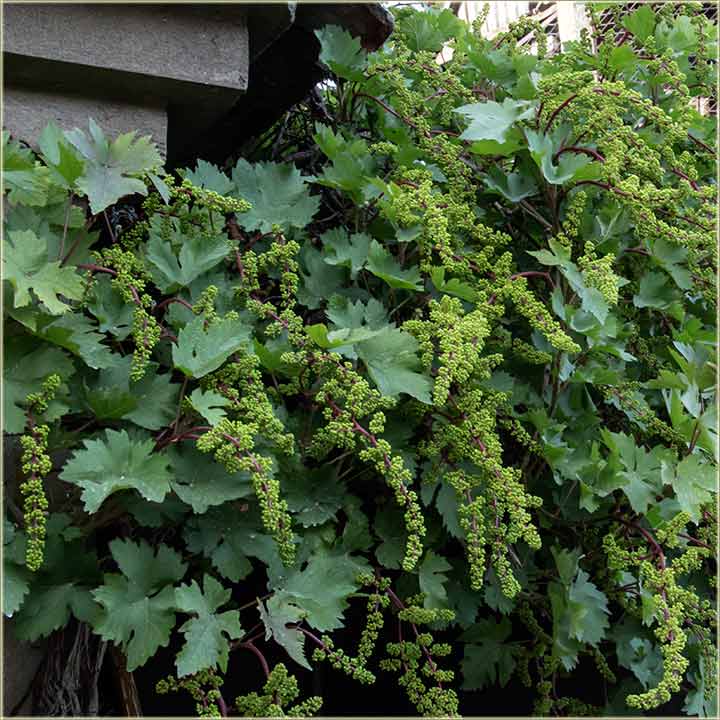 Tajna orezivanja !!!