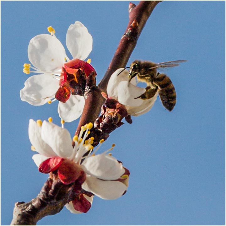 Najzad i Cunca i pčêla !!!