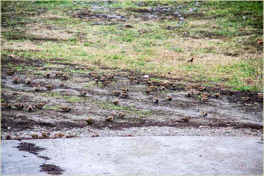 Vrabčija družina...