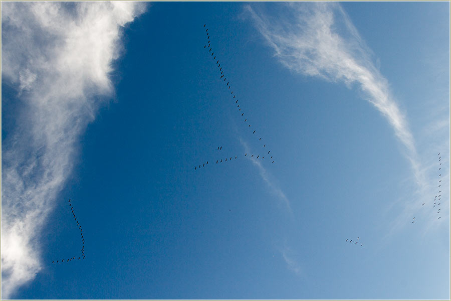 Stigli su nam sivi ždralovi...