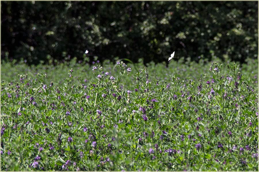 Valjda ih nismo sve razjurili?