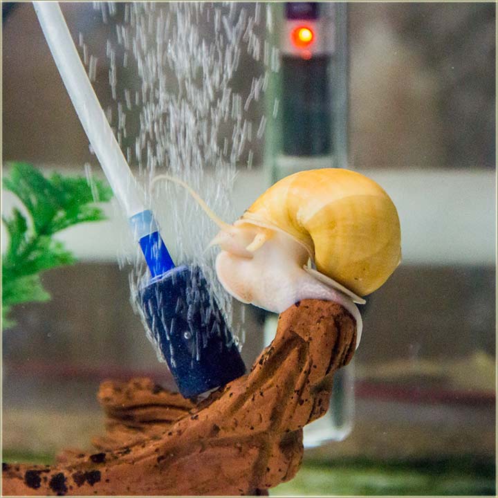 NM-čki, akvarijumski, džakuzi puž !!!