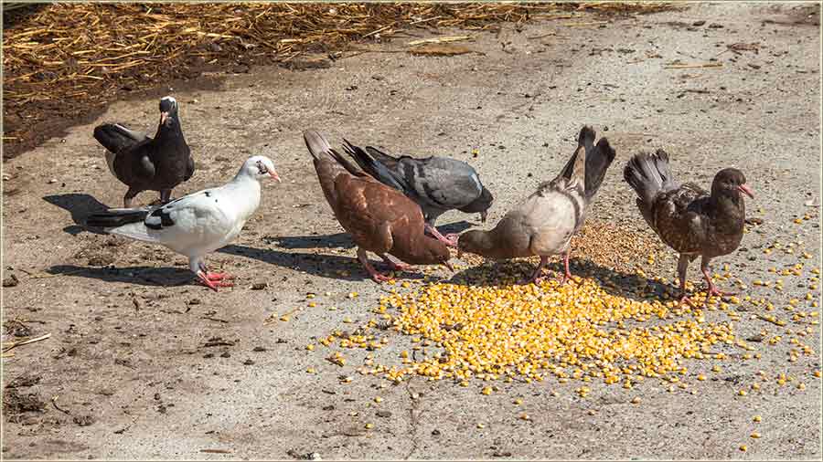 Dal bi još nešto mogo da jêš ?!?