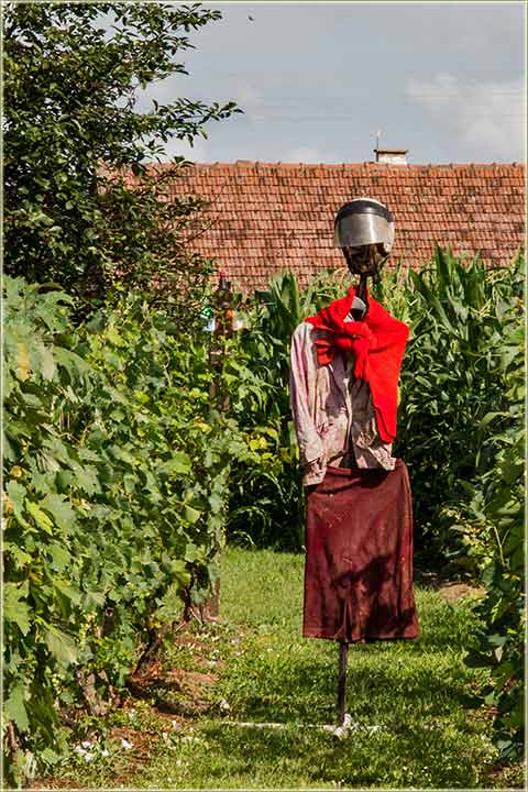 Većita borba protivu čvoraka...